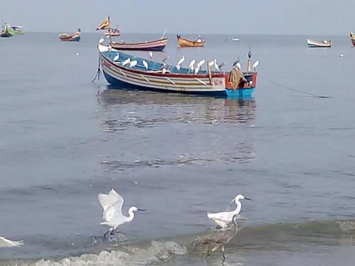 Sea Breeze Beach Home Alappuzha Buitenkant foto